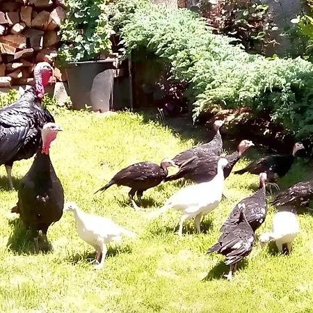 Familial A Juncalas, 70 M² Avec Jardin Prive ! *